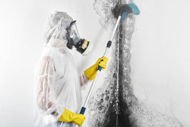 Reliable Colonial Pine Hills, SD Mold Removal Solutions